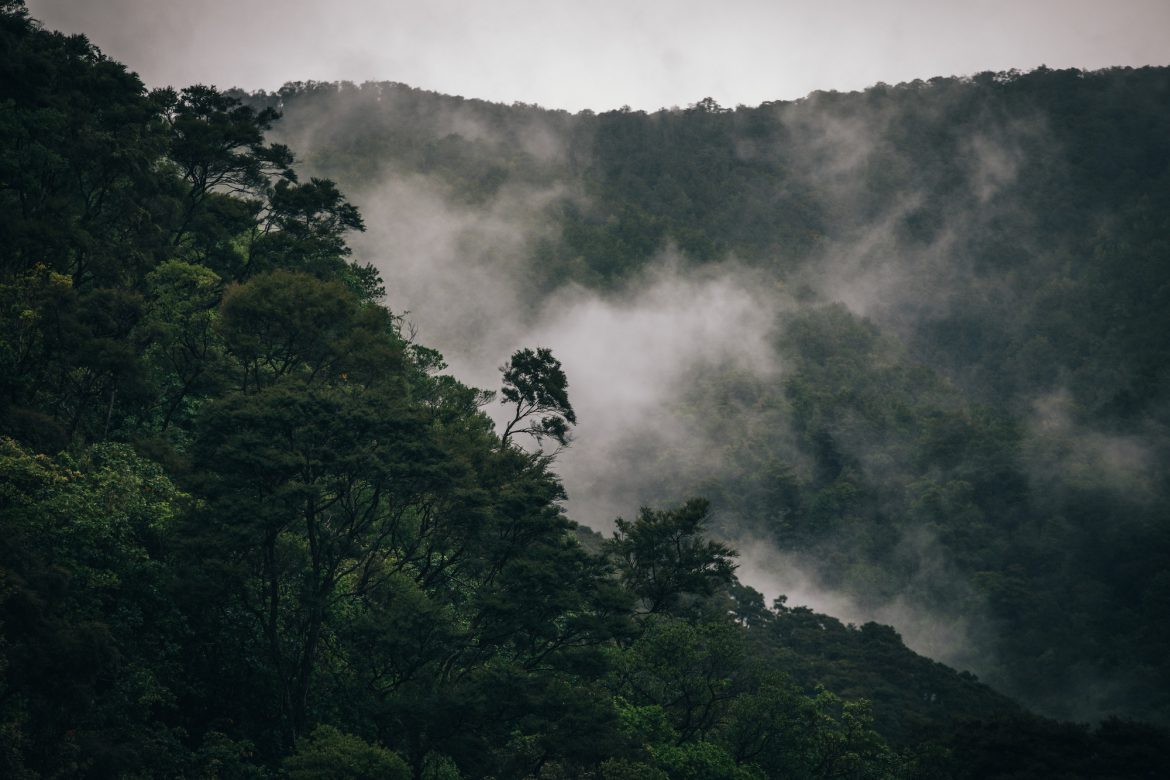8 экологических заповедников Новой Зеландии, которые нельзя пропустить этим летом в Новой Зеландии
