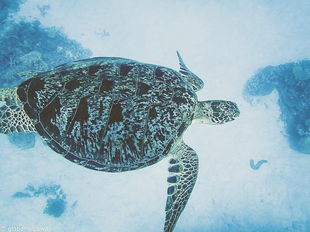 Protect the ocean's wildlife by diving in a responsible way.