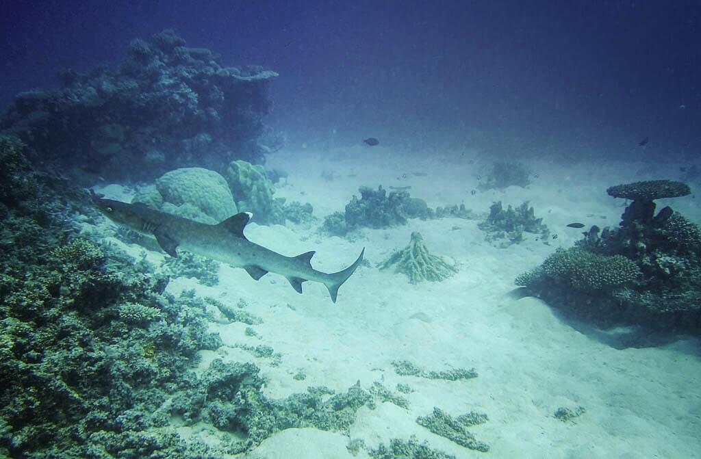  Рифовая акула на барьерном рифе, Австралия 