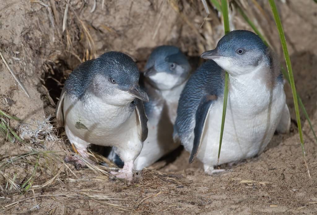  Пингвины на острове Филиппа, Австралия 