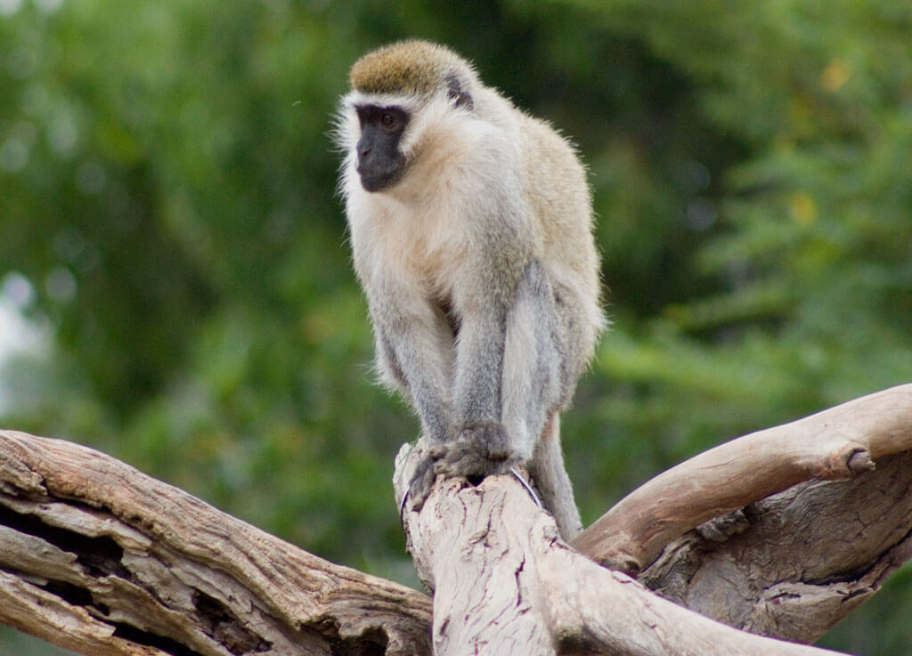  Vervet Monkeys 