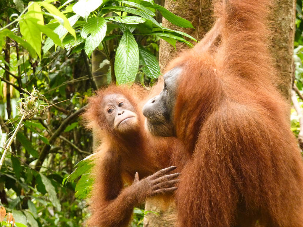  Орангутаны на Суматре, Индонезия 