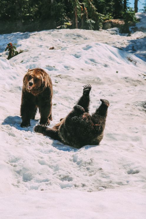  Обнаружение медведей гризли на горе Тетерев ... В Ванкувере, Канада (28) 