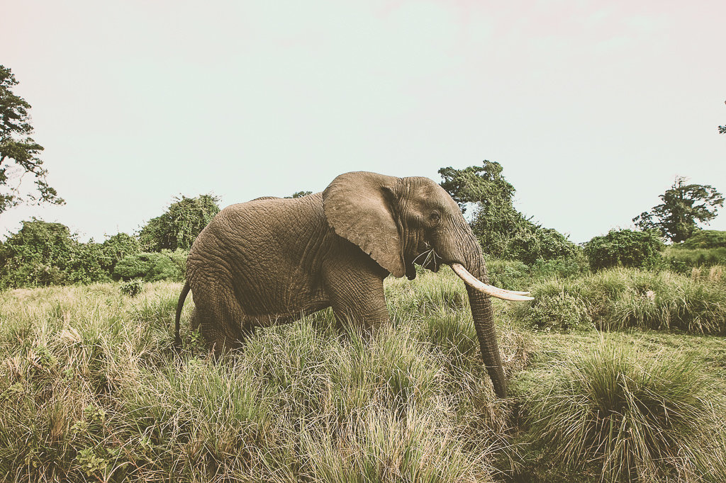  НИКОГДА не катайтесь на слонах и только наблюдайте за ними в диких, если только в специальном и этическом заповеднике. 