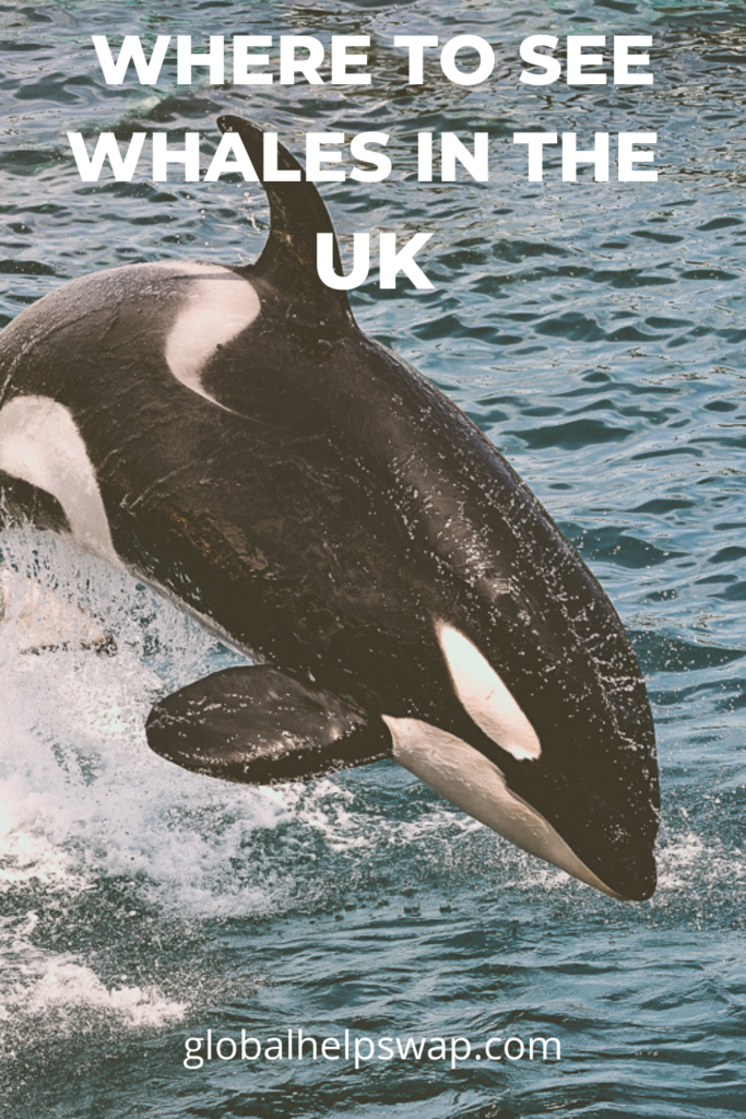  Где можно увидеть китов и дельфинов в Великобритании. 