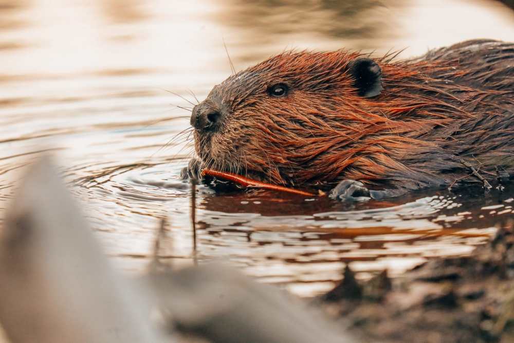  Затеряться в природе (и With Beavers) В Квебеке, Канада (29) 