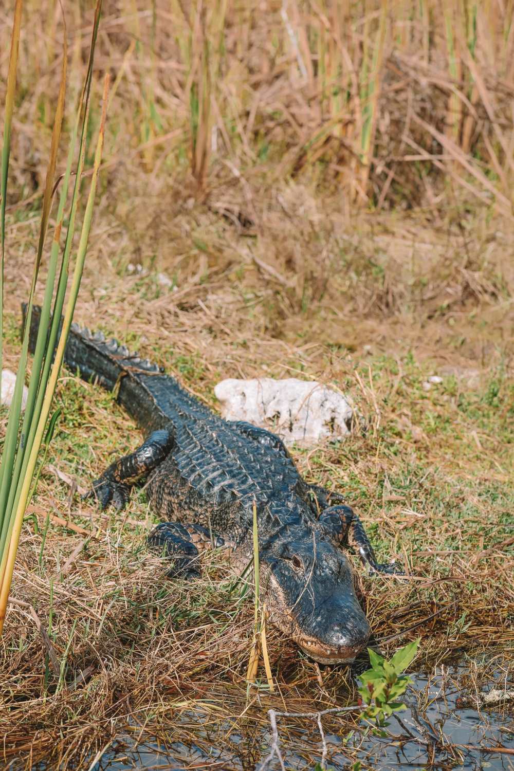  В поисках диких аллигаторов во Флориде (17) 
