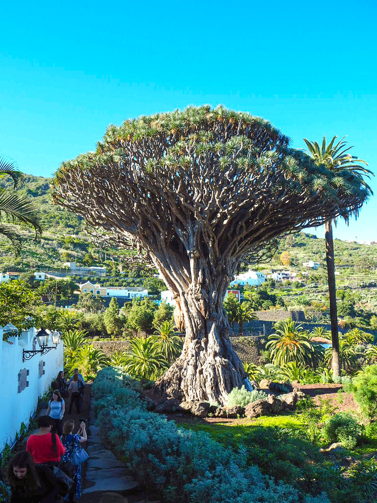  Знаменитое драконово дерево в Икод-де-лос-Винос-Тенерифе 