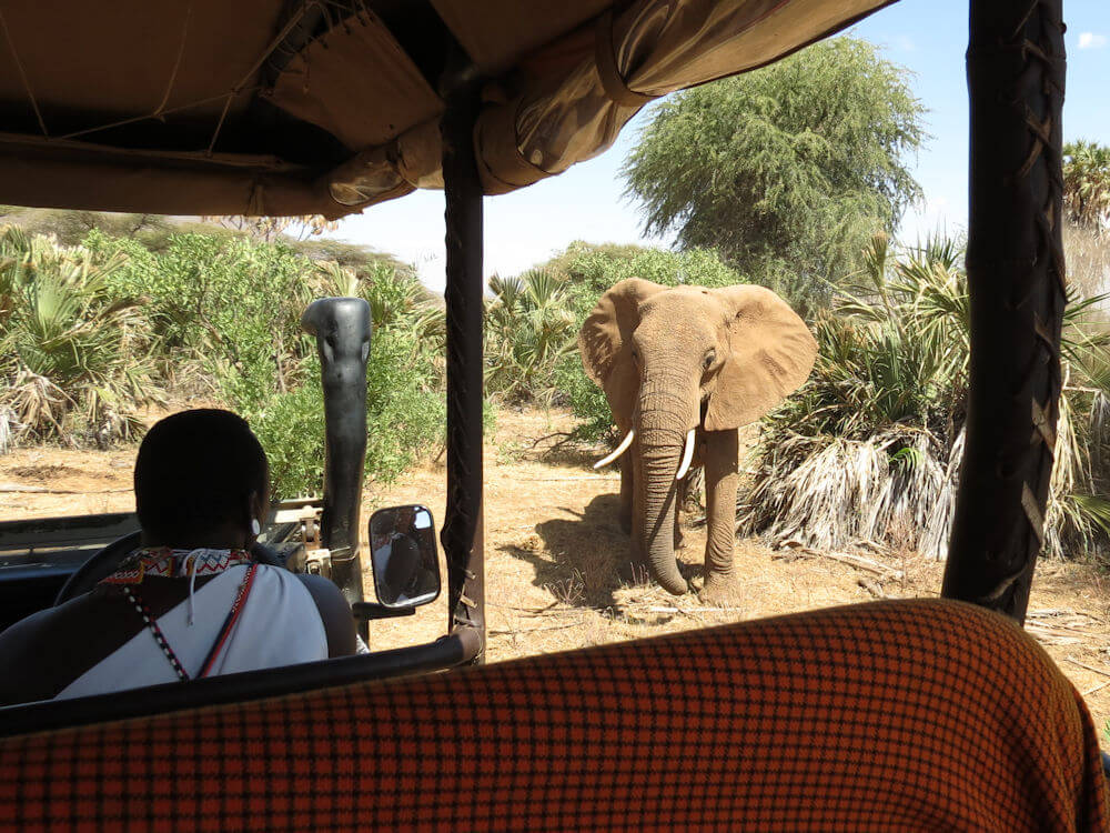  На сафари в Кении, Африке 