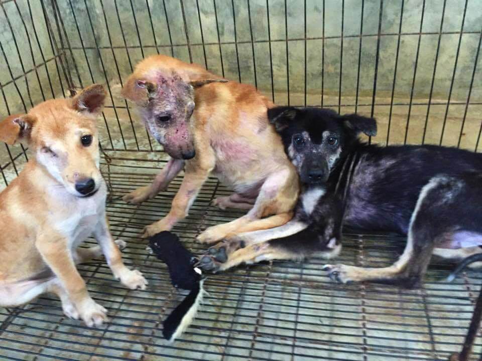  Помощь собакам в Lanta Animal Welfare 
