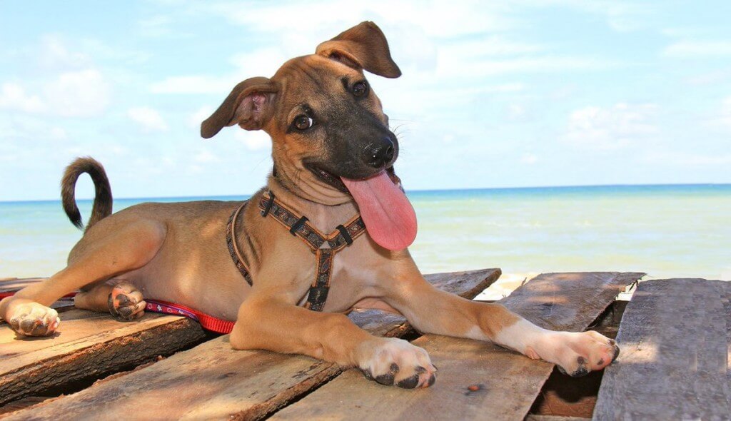  Счастливая собака в Lanta Animal Welfare 