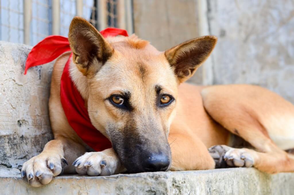  Собака в Lanta Animal Welfare 