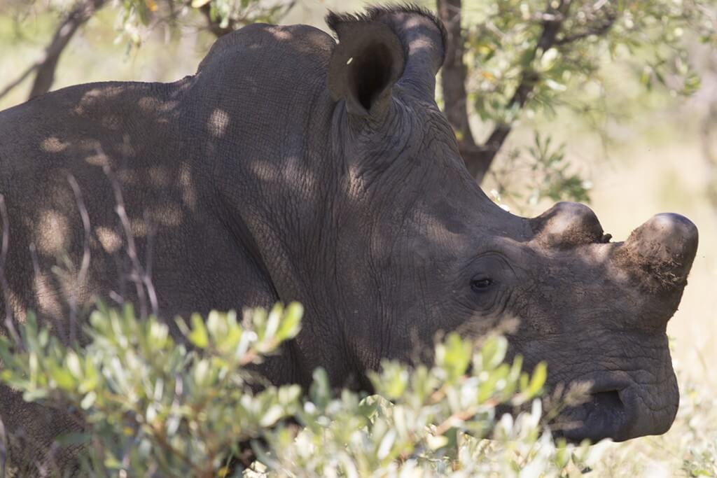  Носороги в Зимбабве 