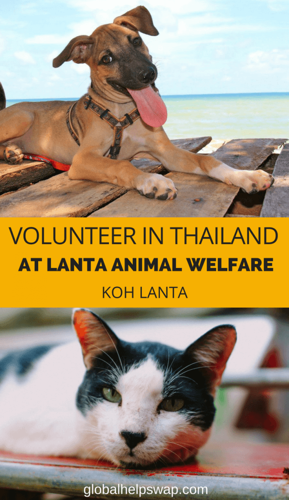  Станьте волонтером в службе защиты животных Ланта и помогайте уличным собакам и кошкам на острове Ко Ланта, Таиланд [19659041] Станьте волонтером в службе защиты животных Ланта и помогайте уличным собакам и кошкам на острове Ко Ланта, Таиланд 