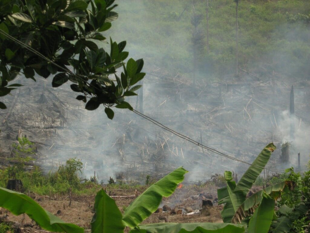  Орангутанг Утрата среды обитания в Индонезии 