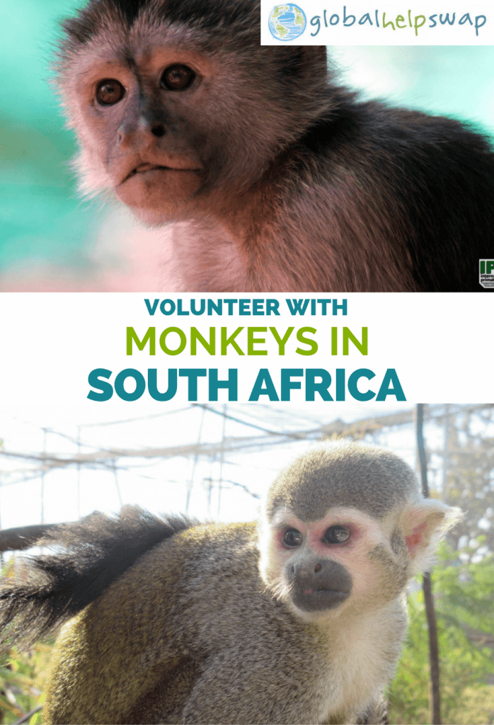  Волонтер с обезьянами в Южной Африке 