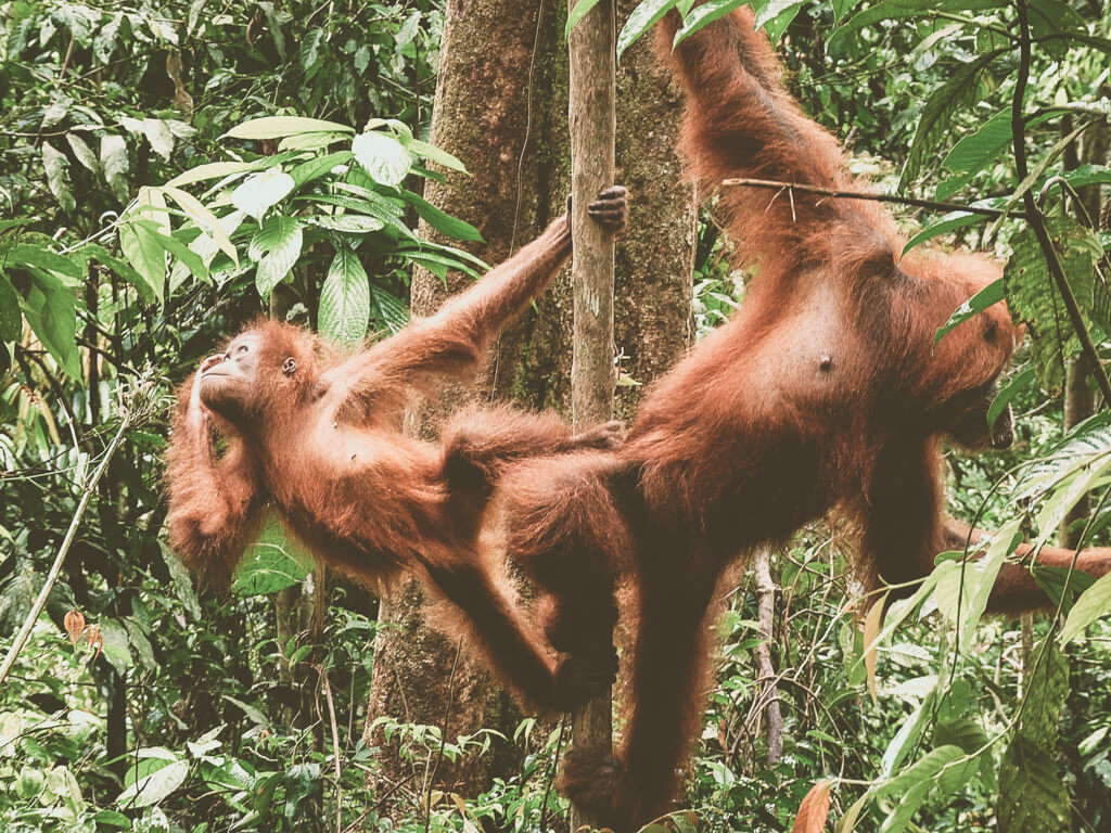  Наблюдение за орангутангами на Суматре, Индонезия 