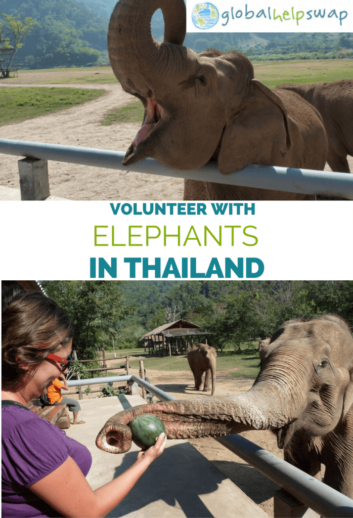  Если вы хотите стать волонтером. со слонами в Таиланде, тогда посмотрите этот пост. Станьте волонтером всемирно известного природоохранного проекта в Чиангмае, Таиланд 
