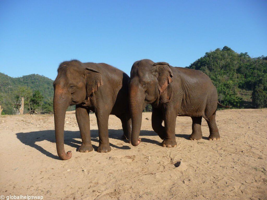 Природный парк слонов: лучшее место для волонтеров со слонами в Таиланде.