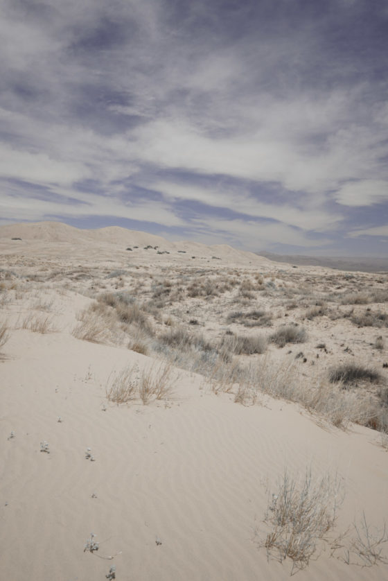 Песок и кустарники в дюнах Келсо. 