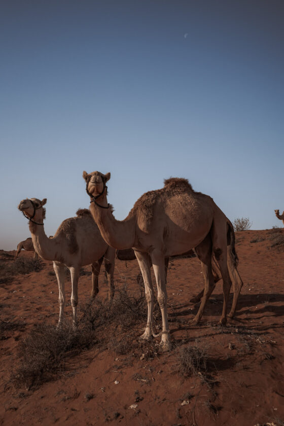  Верблюды в Аравийской пустыне. 