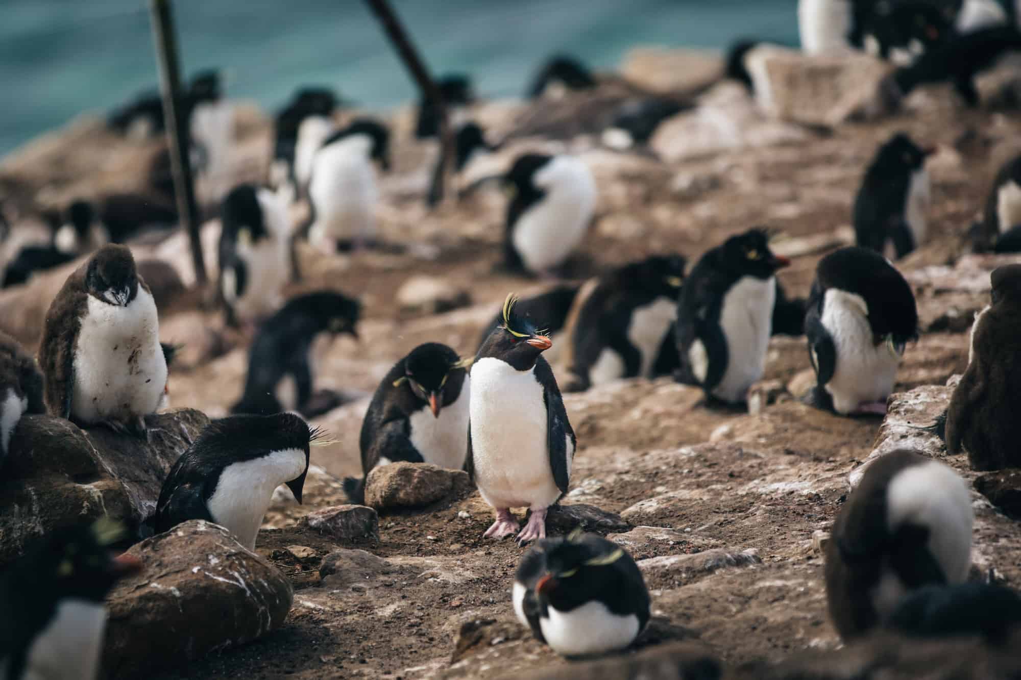 пингвины Антарктиды