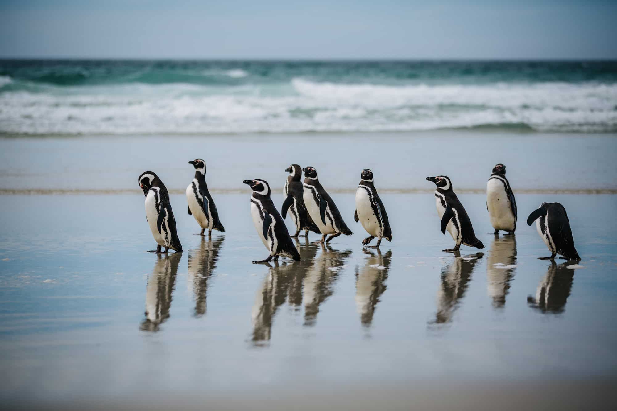 пингвины Антарктиды