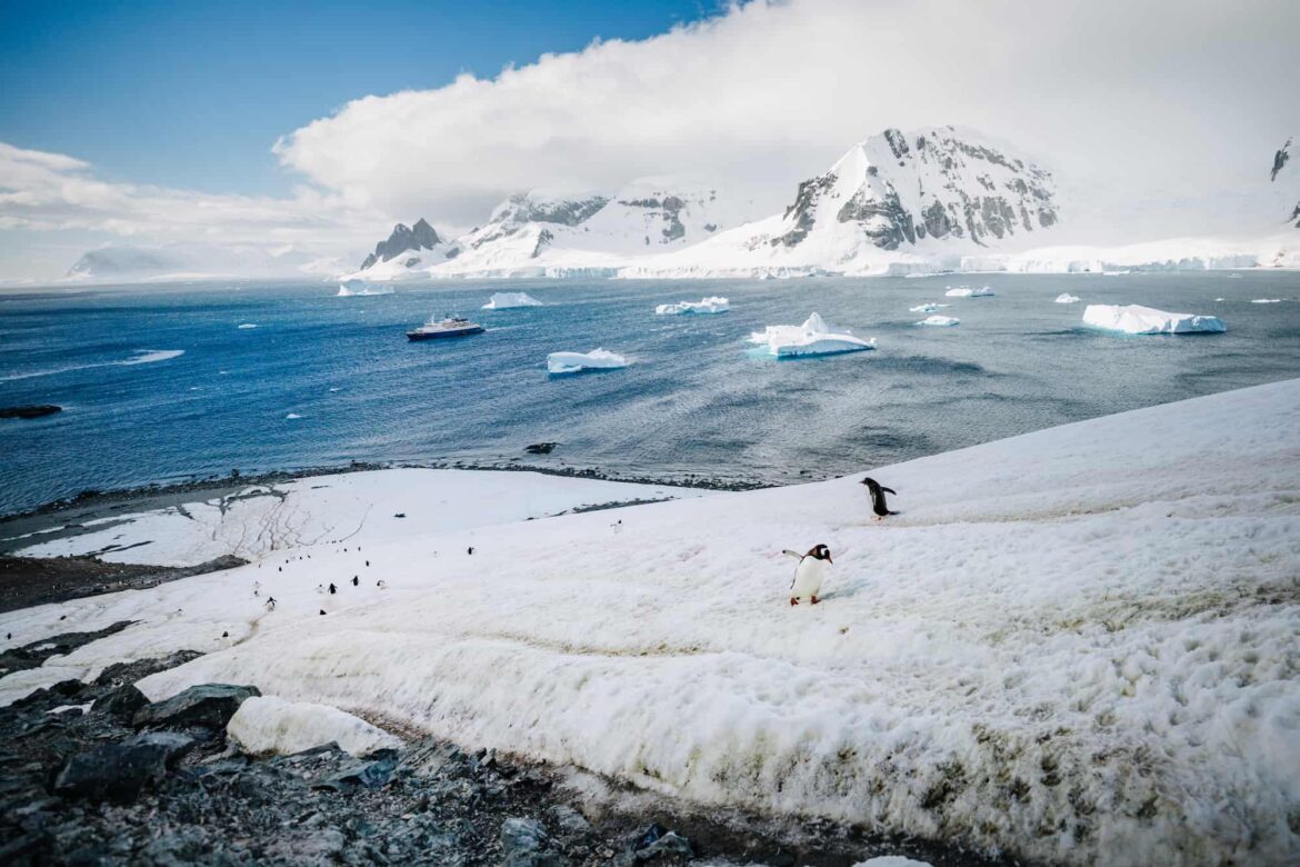 Пингвины, которых можно встретить в Антарктиде
