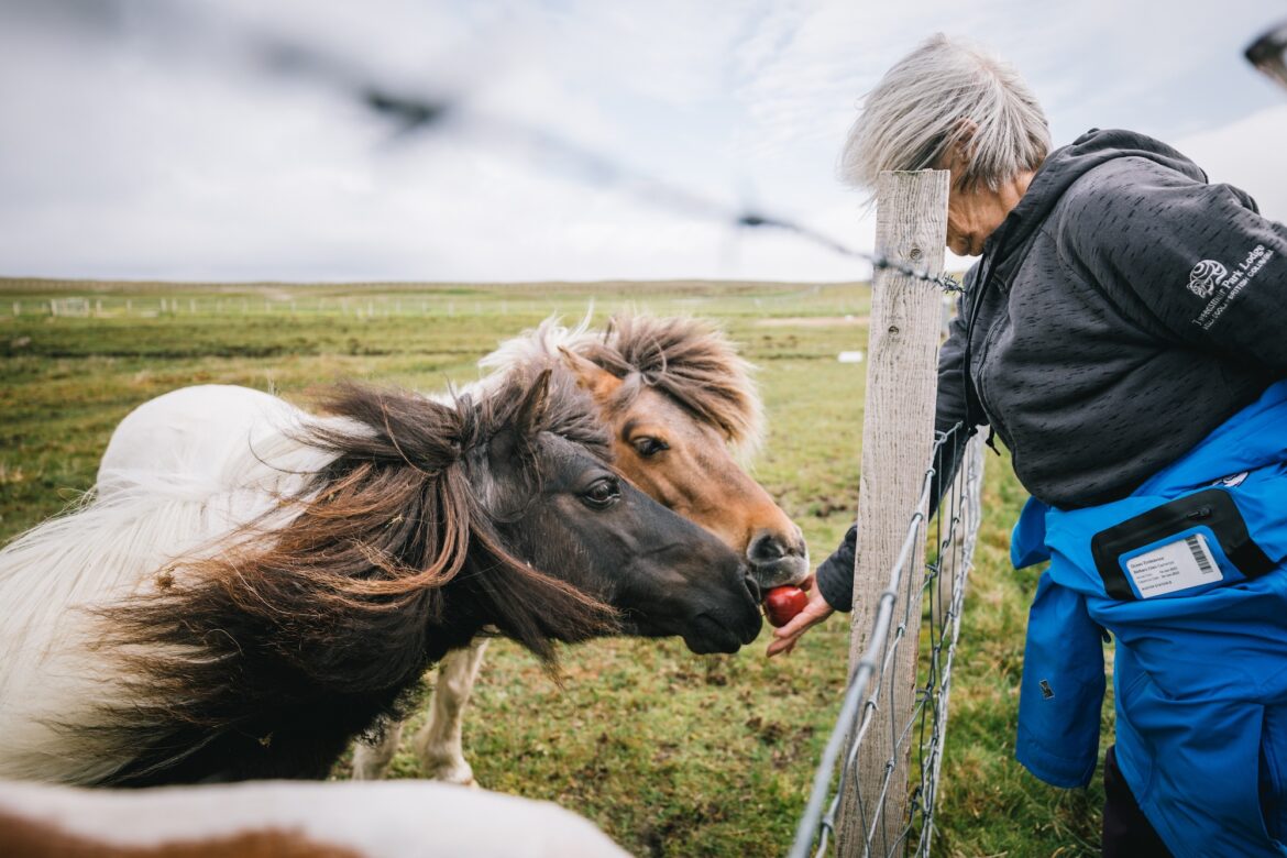 Портреты культовых шетландских пони