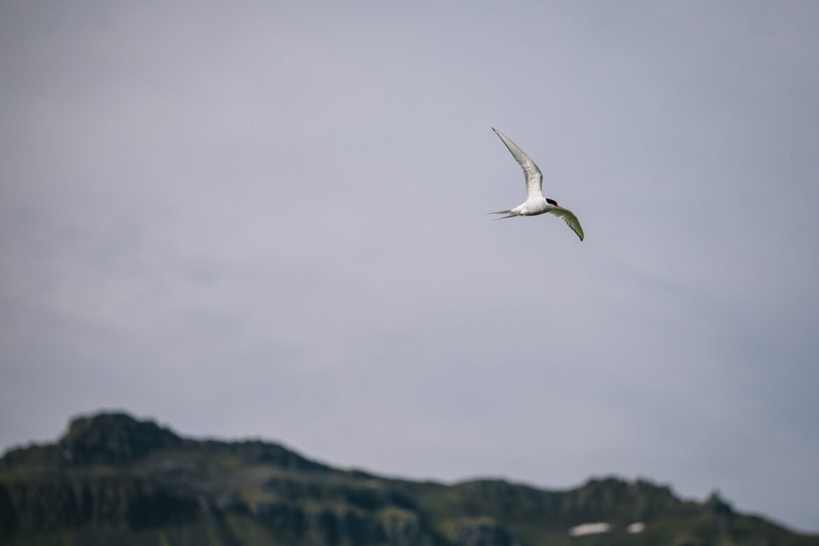 Арктическая Исландия – посещение острова птиц на Гримсее