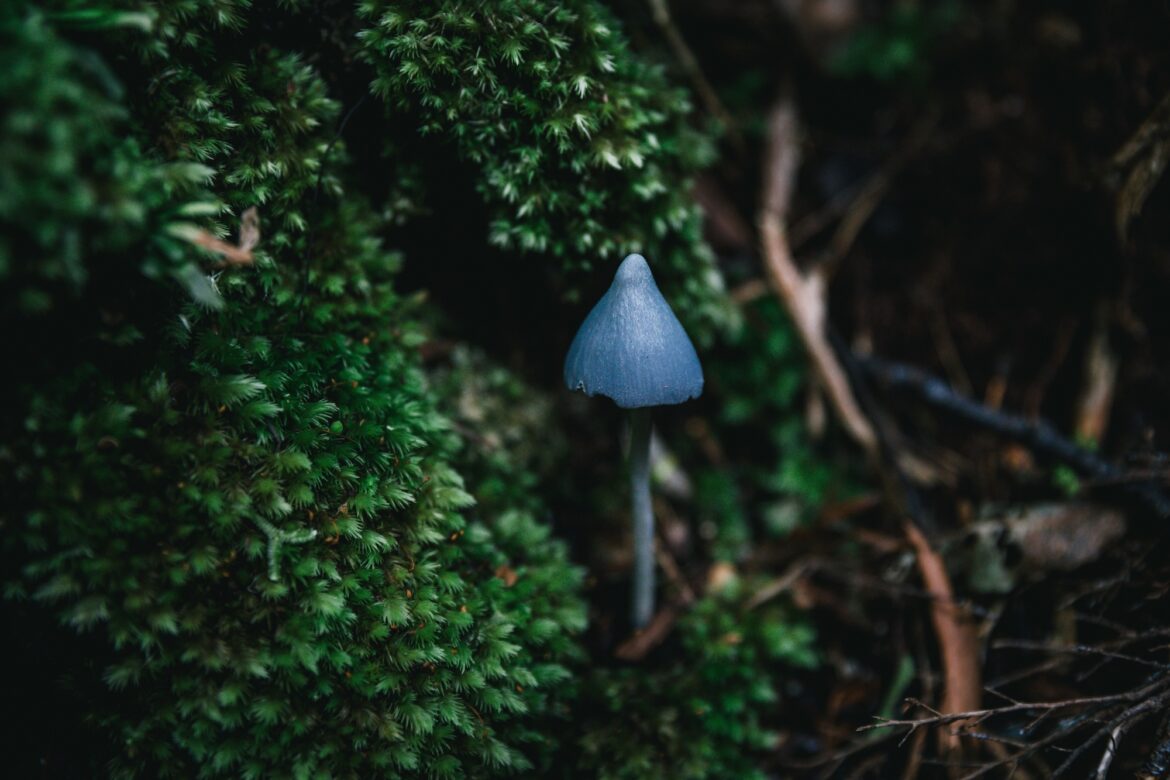 Голубой гриб из Новой Зеландии, которым одержим весь мир