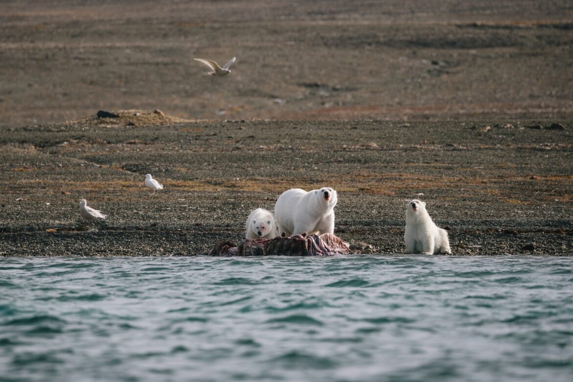 Это место на самом деле?  Где белые медведи охотятся на белух в Арктической Канаде