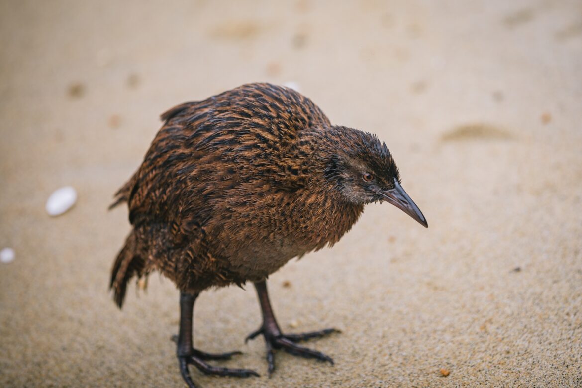 В защиту смелой и бесстрашной веки: самая непослушная птица Новой Зеландии